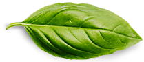 basil leaf 1